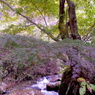 関根渓流の紅葉