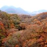 大分県　長者原付近