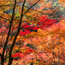 雄淵雌淵の紅葉-5