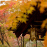 秋色の光明寺