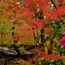 雨の紅葉