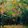 那谷寺の紅葉12