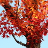 紅葉吉野