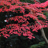 今日の紅葉_14/11/13