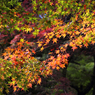 今日の紅葉2_14/11/16
