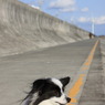 アッシュ_散歩道