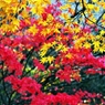 From yellow to red