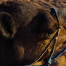 Erg Chebbi 9
