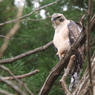 幼鳥の眼光