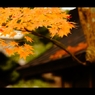 屋根と紅葉6