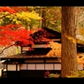 屋根と紅葉8