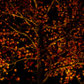 紅葉の夜