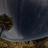 道と樹と星空