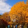昭和記念公園 2014/11/16
