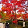 昭和記念公園 2014/11/16