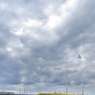 ドクターイエローとの遭遇１４（蓮の溜池と）