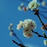 huyuzakura