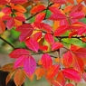 beautifully shining leaves