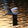 水面の夕日を浴びる水鳥