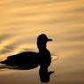 夕日に水鳥