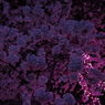 桜銀河