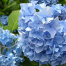 札幌の紫陽花