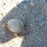 IMGP0385