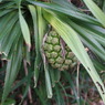 IMGP0437
