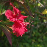 IMGP0449