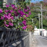 IMGP0460