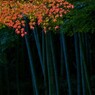 竹林に華やぐ
