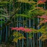 竹林に華やぐ紅