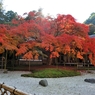 雷山千如寺大悲王院の大カエデ(3) 　