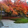 雷山千如寺大悲王院の大カエデ(4) 　