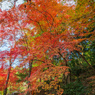 仁比山神社-拝殿裏の紅葉_2014.11.20-3