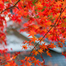 仁比山神社-社務所裏の紅葉_2014.11.20