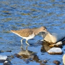 野鳥の季節-イソシギ-