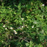 IMGP0466