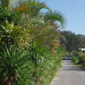 IMGP0469