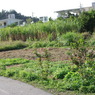 IMGP0474