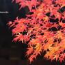 2014紅葉Ⅰ