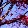 紅葉