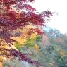 紅葉