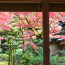 九年庵-主屋越しに紅葉_2014.11.20