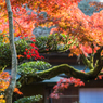 九年庵-主屋裏の紅葉_2014.11.20-1