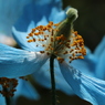 ヒマラヤに咲く青いケシの花