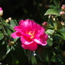 赤い山茶花1