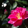 赤い山茶花2