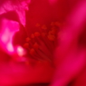 赤い山茶花3