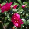 赤い山茶花4